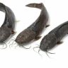 Cat Fish 800+Frz 1pc