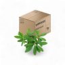 Frozen Waterleaf Box