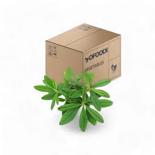 Frozen Waterleaf Box