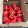 Romero Peppers Tatashe Frz Box