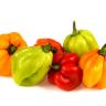 Scotch Bonnet Frz kg