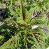 Tete - Callaloo -Green
