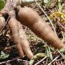 Cassava Tuber
