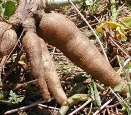cassava