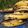 Ripe Plantain