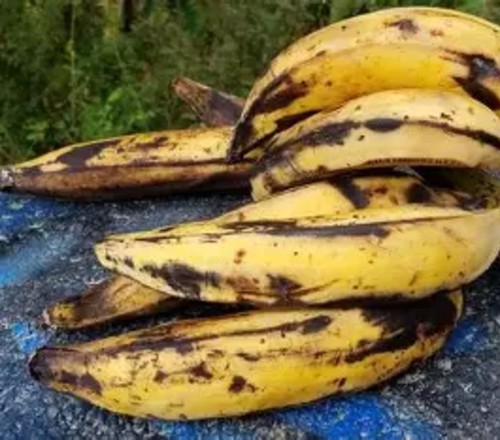 ripe plantain