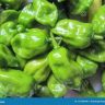 Romero Pepper Green