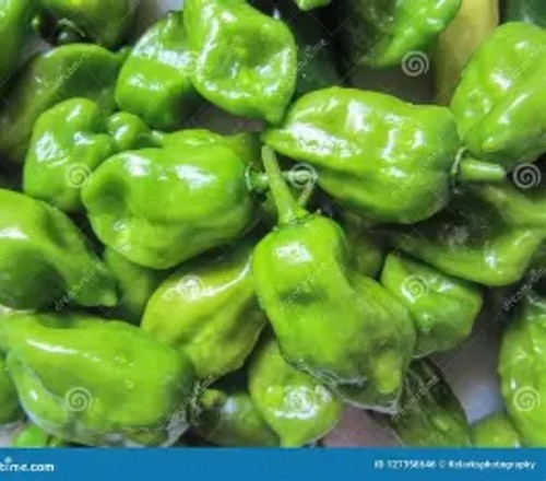 romeero green pepper