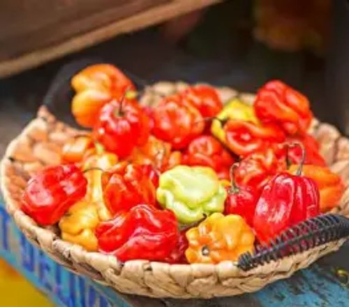 scotch bonnet