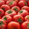 Tomatoes