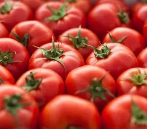 tomatoes
