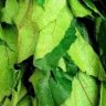 Ugu leaves